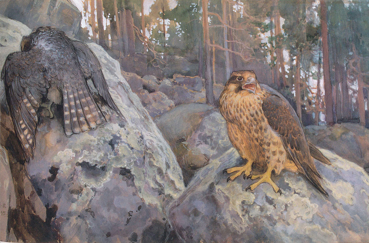 the hawks in the woods